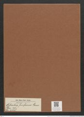 Nitzschia fusiformis Grun. (de-Toni-Nr.: Genus 47, Species 2118) Zeichnungen Sammlung Grunow Mappe 02238 (Herbarium_W_Grunow_drawings_Folder_02238)